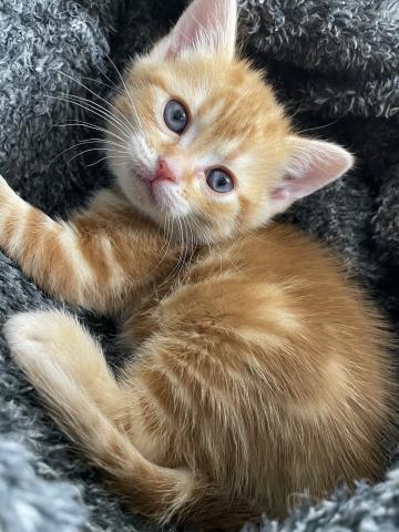 アメリカンショートヘアー