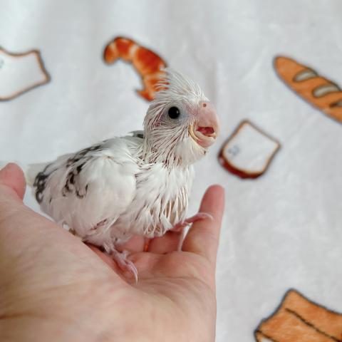 オカメインコ（ホワイトフェイスパールパイド）