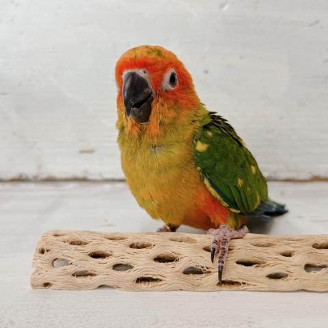 コガネメキシコインコ