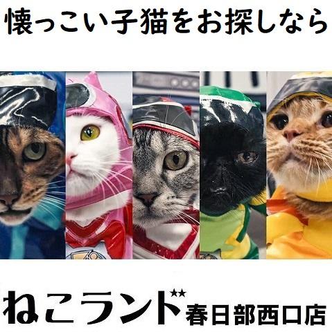 埼玉県⭐ねこランド春日部西口店⭐子猫販売⭐