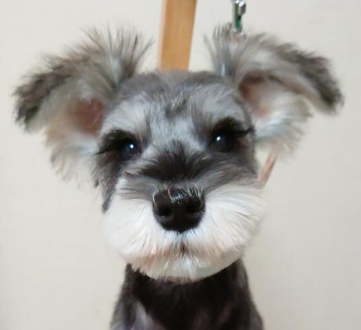 ミニチュアシュナウザー