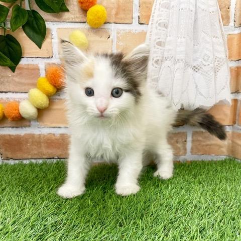 ノルウェージャンフォレストキャット