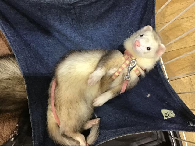 フォクシー