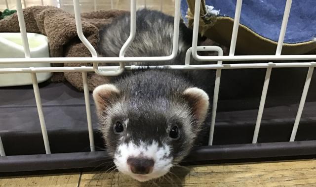 フォクシー