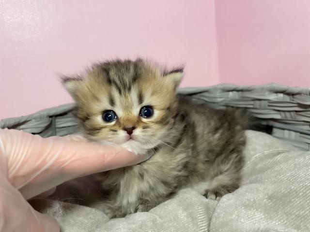 ミヌエット（旧ナポレオン）