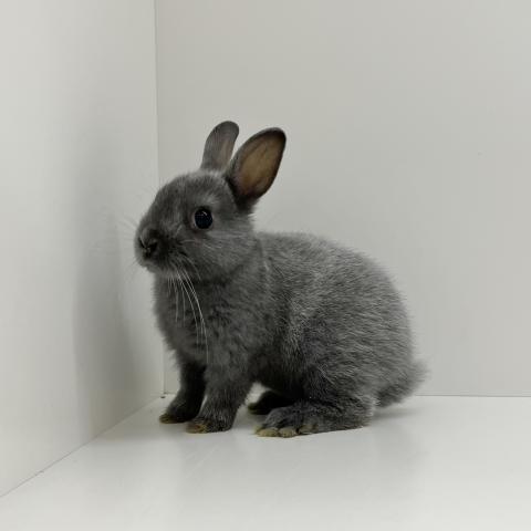 ネザーランドドワーフ
