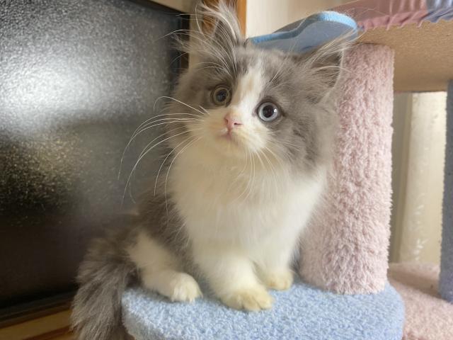 ミヌエット（旧ナポレオン）