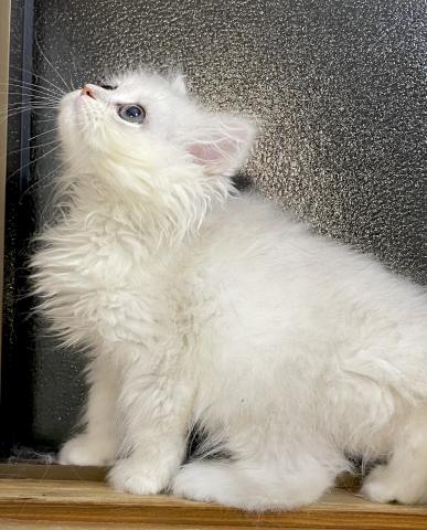 ペルシャ・ヒマラヤン