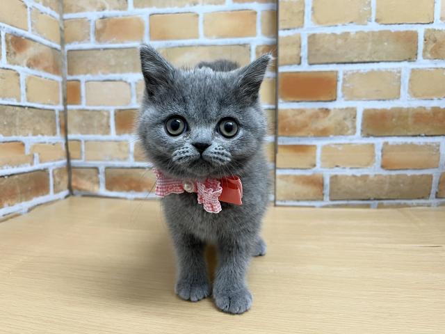 エキゾチックショートヘアー