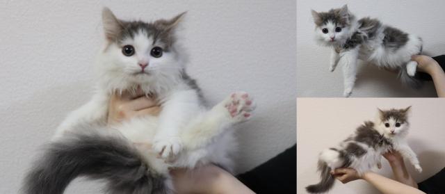 ノルウェージャンフォレストキャット