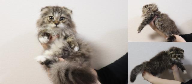 マンチカン中足