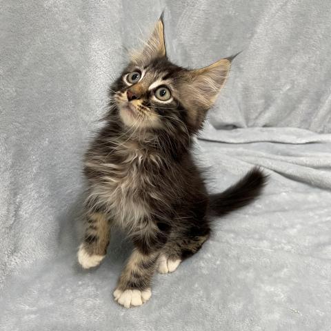 ノルウェージャンフォレストキャット