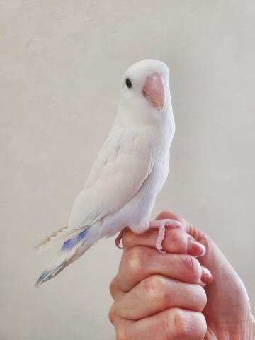 コザクラインコ