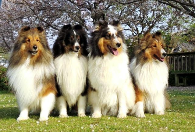 X Shelties