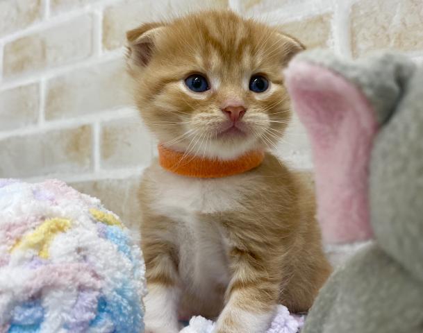 スコティッシュフォールド