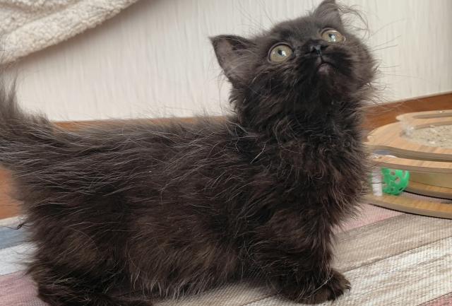 ミヌエット(旧ナポレオン)