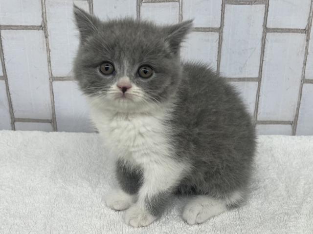 ブリティッシュショートヘア