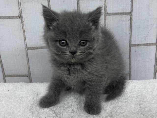 ブリティッシュショートヘア