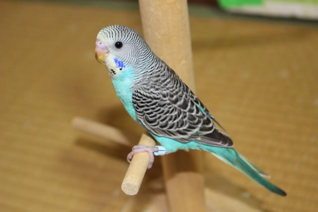 セキセイインコ手乗り