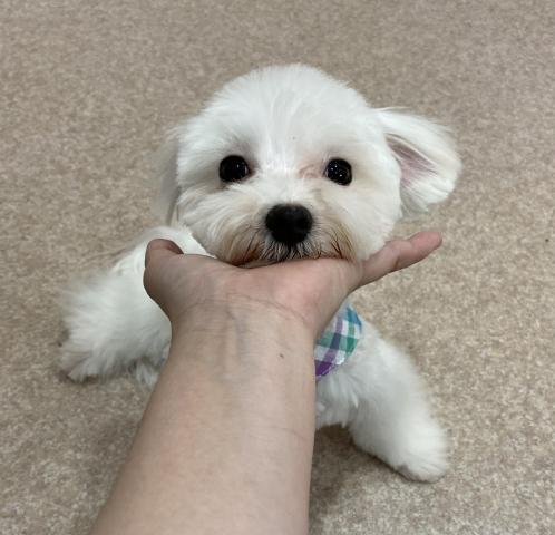 マルチーズ