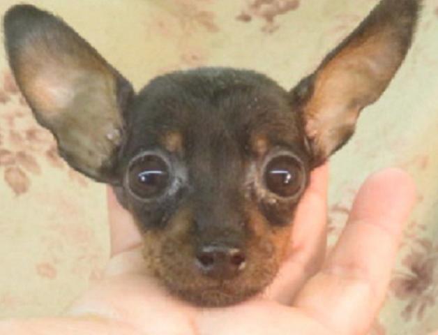 ミニチュアピンシャー