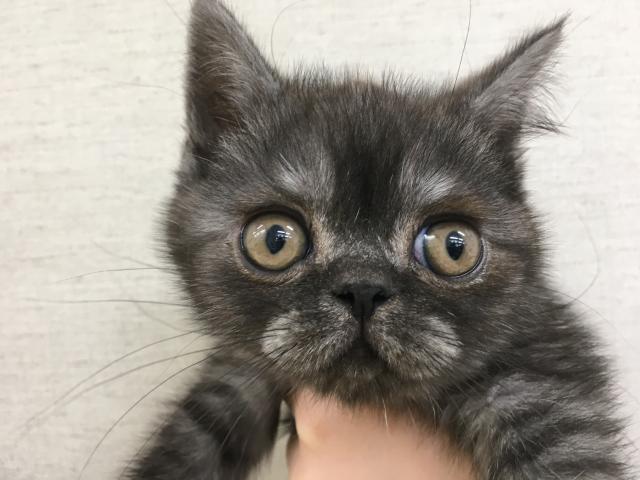 エキゾチックショートヘアー