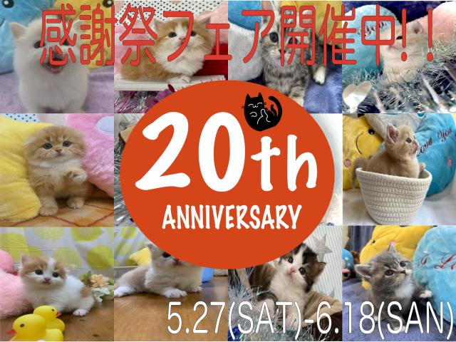 キャッテリーＶＩＶＩＴ