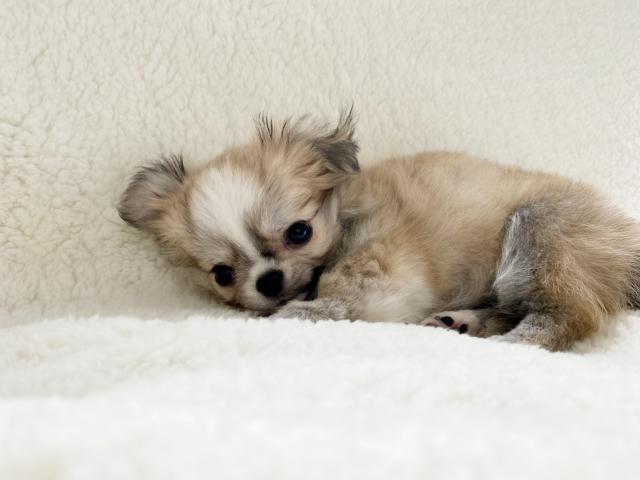 チワワ（ロングコート）