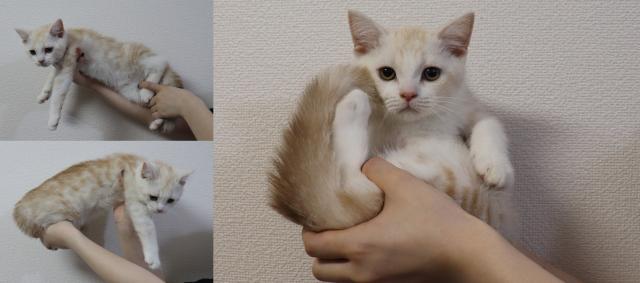 スコティッシュフォールド