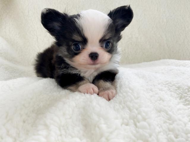 チワワ（ロングコート）ブラックホワイト＆タン