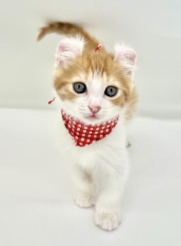 アメリカンカール