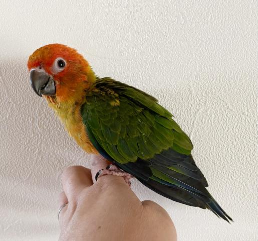 コガネメキシコインコ