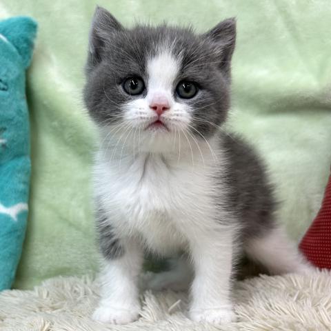 ブリティッシュショートヘア