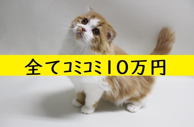 スコティッシュフォールド💕研ナオコさんと共演猫ちゃん💕耳折れスコティッシュフォールド