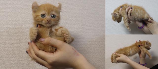 アメリカンカール