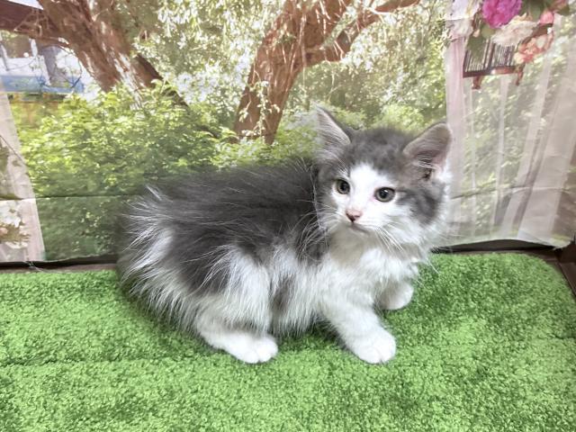 ノルウェージャンフォレストキャット