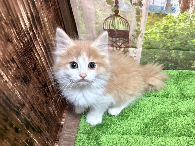 ノルウェージャンフォレストキャット