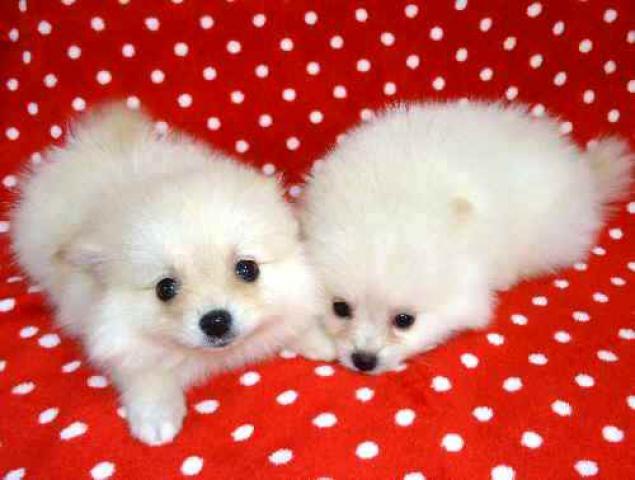 八尾市トリミング＆子犬💗 ラナ