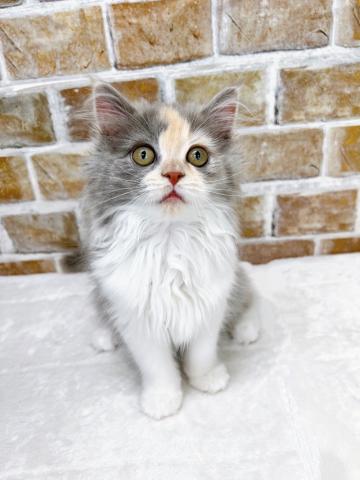 マンチカン【5/3お写真、動画更新しました！】柔らかい3色の毛色で優しい印象に❤甘えん坊さんでゴロゴロ喉を鳴らします♡