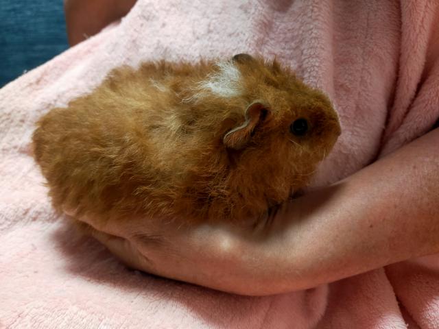 テディモルモット