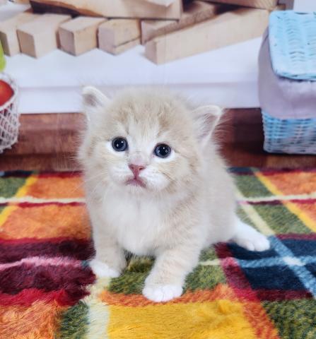 優しい色のサイベリアンです💓