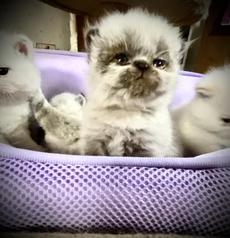 エキゾチックショートヘアー