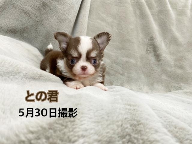 チワワ（ロングコート）チョコレートホワイト＆タン