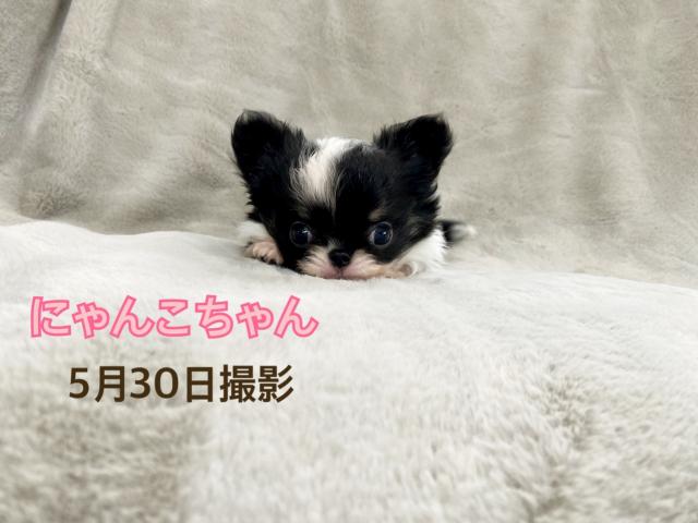 チワワ（ロングコート）