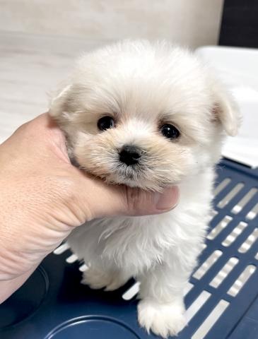 マルチーズ🌺ふぅちゃん🌺