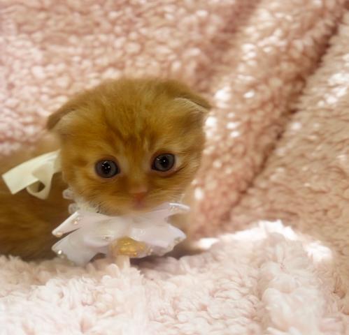 マンチカン