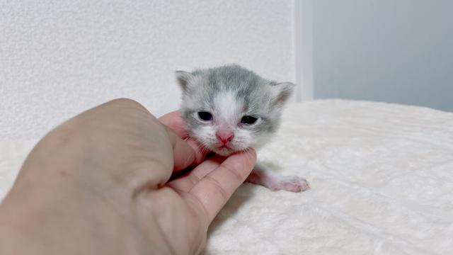 スコティッシュフォールド