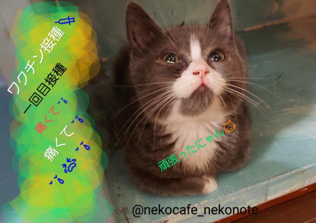 ブリティッシュショートヘア