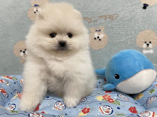 ポメラニアン