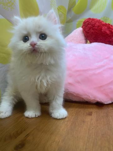 マンチカン(長脚)